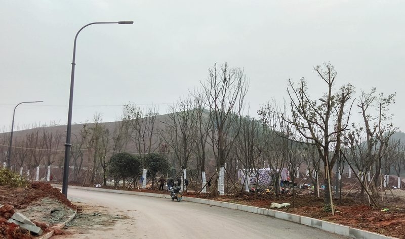 臥龍大道綠化工程進(jìn)展有序